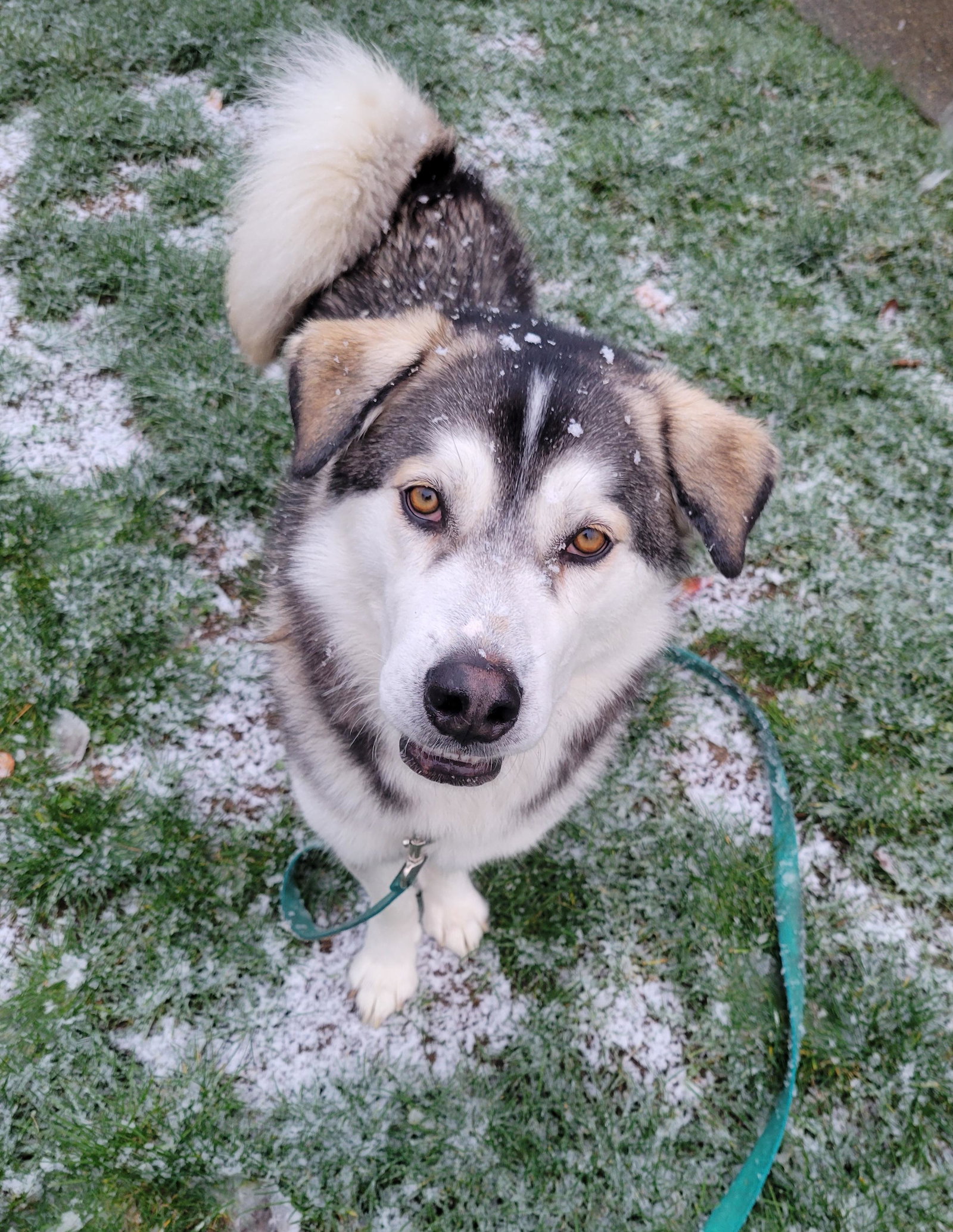 dog-image