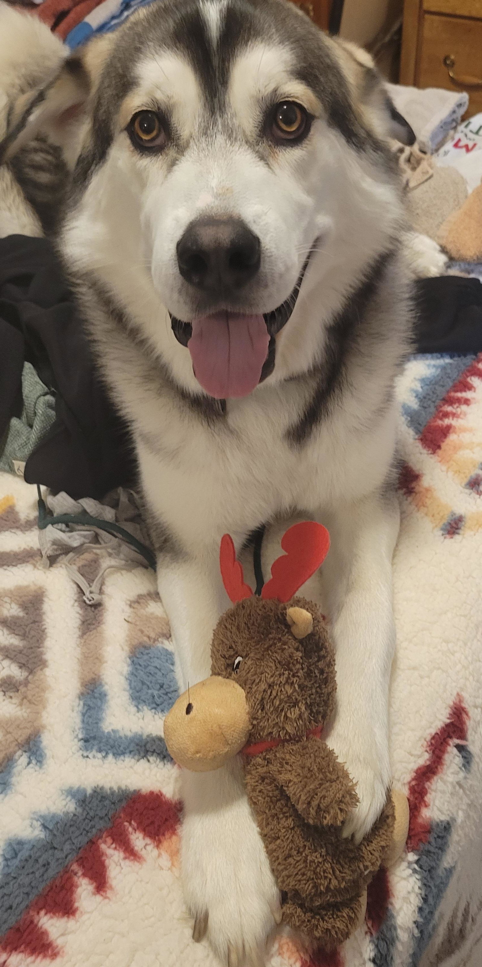dog-image