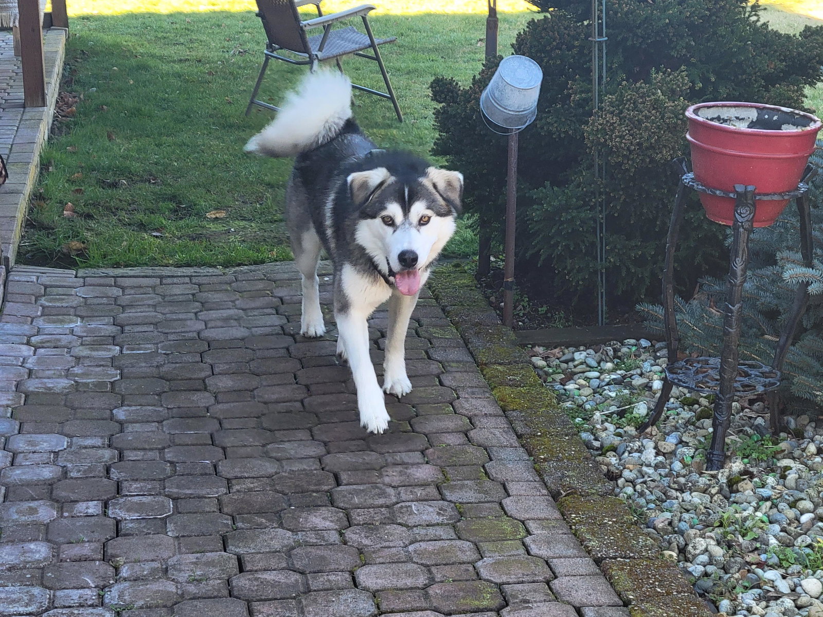 dog-image