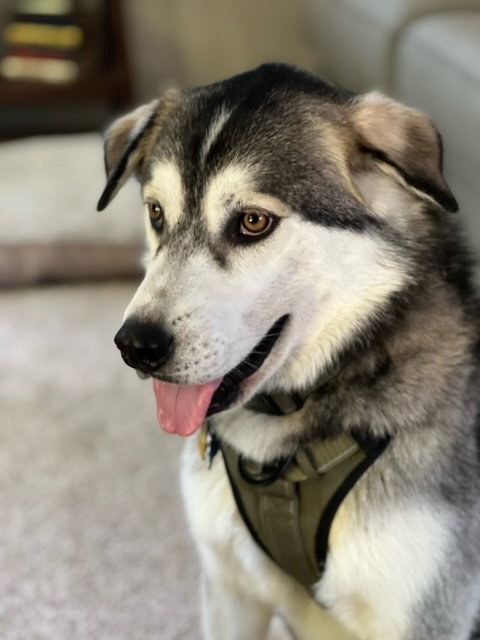 dog-image