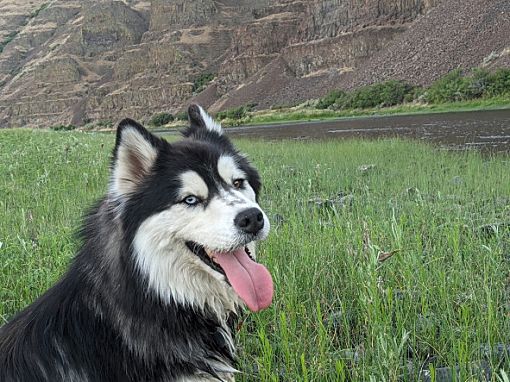 dog-image
