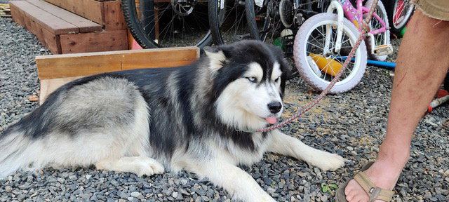 dog-image