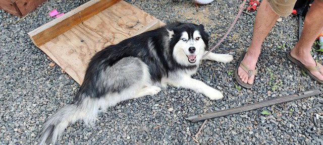 dog-image