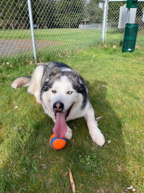 dog-image