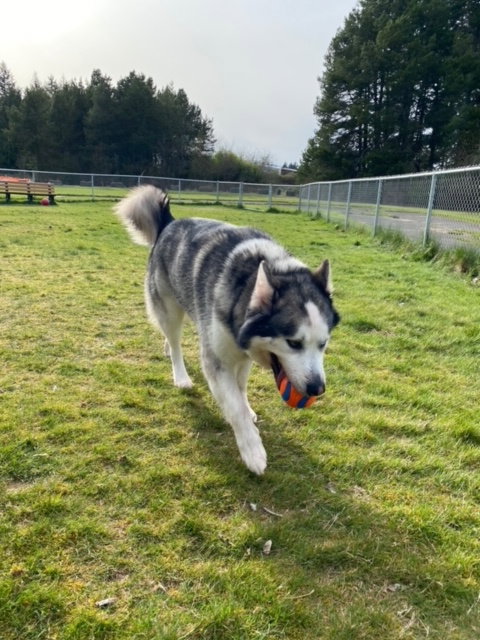 dog-image