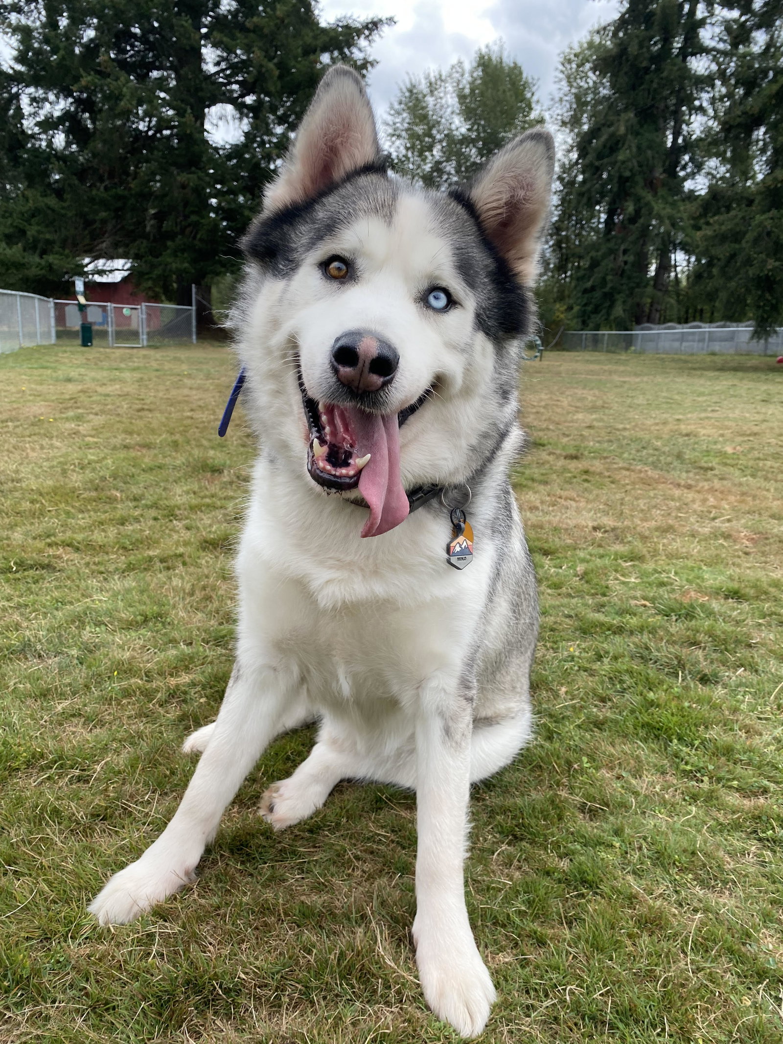 dog-image