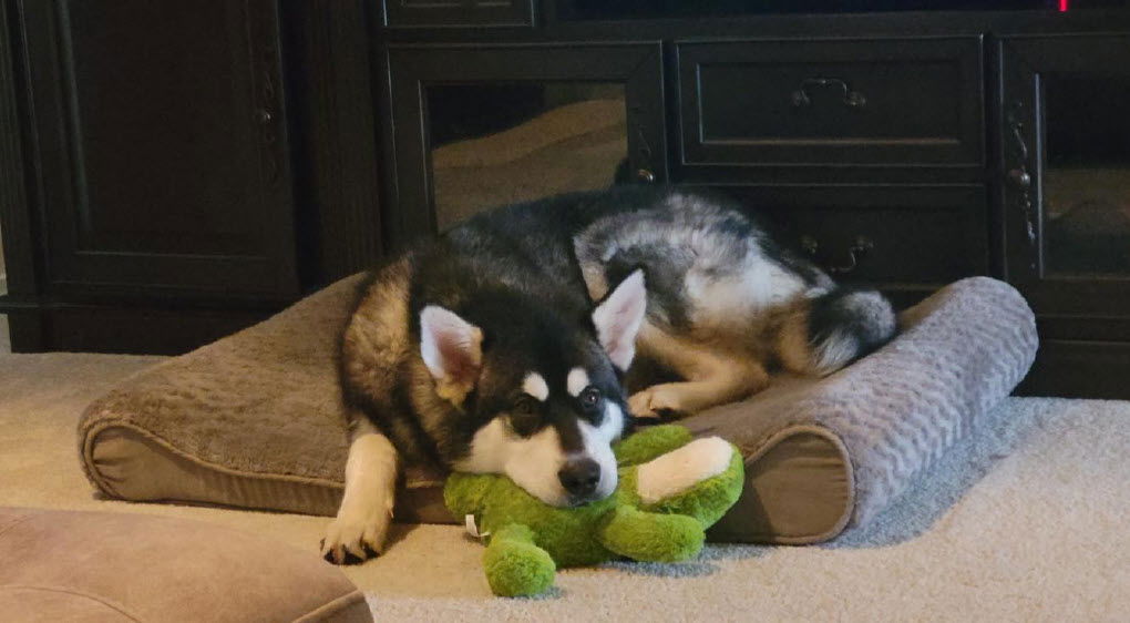 Dog for Adoption - DIESEL, a Alaskan Malamute in Monroe, WA | Alpha Paw