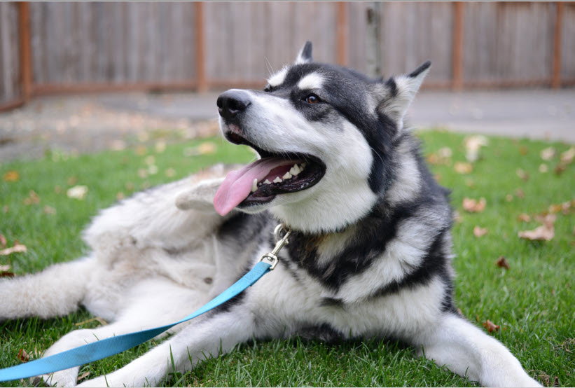 dog-image
