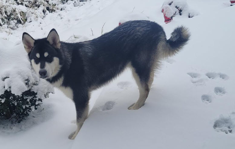 dog-image