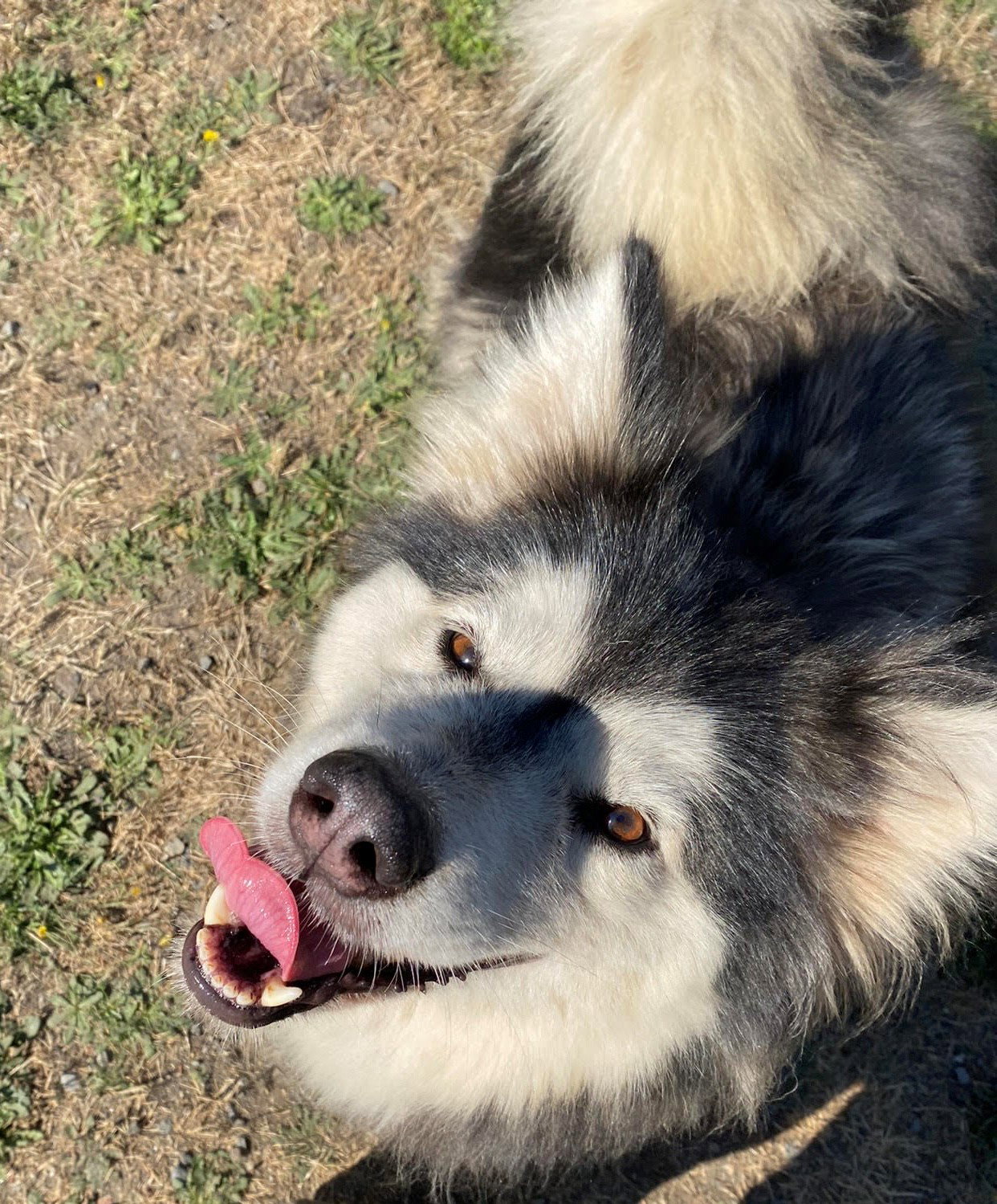 dog-image