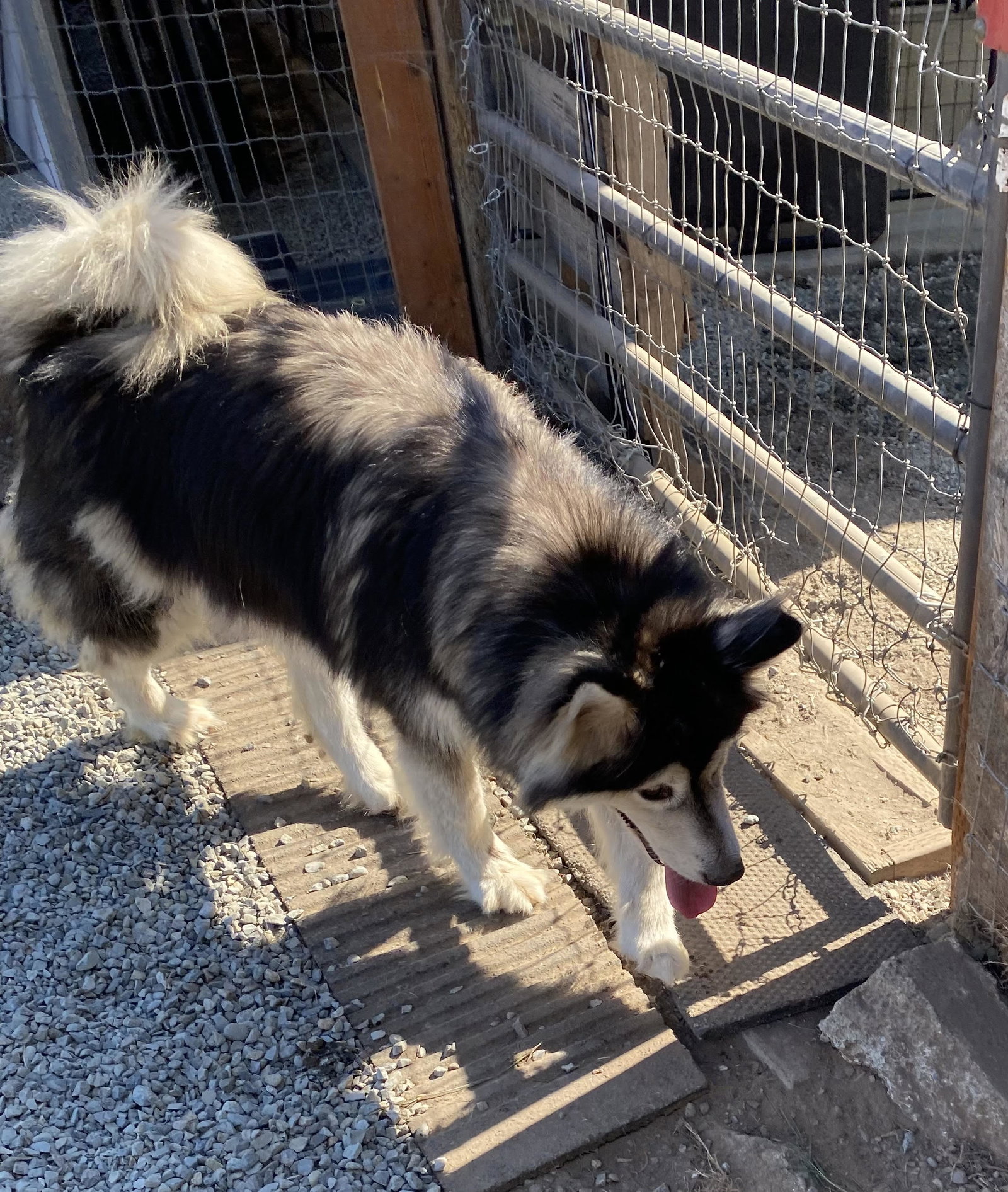 dog-image