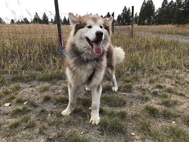 DYLAN