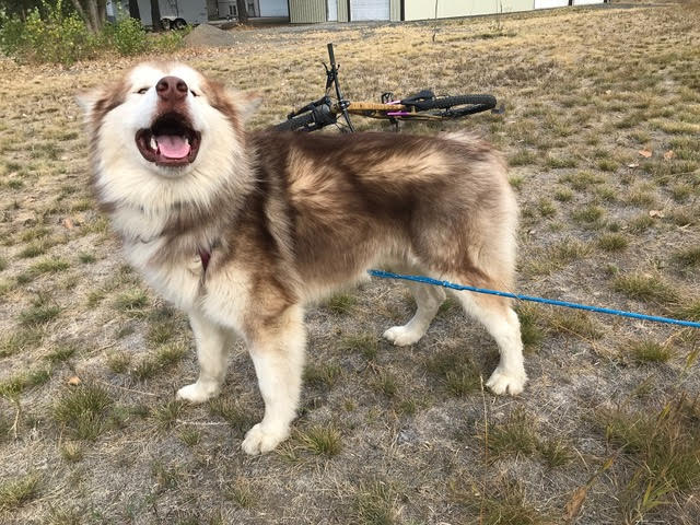 dog-image