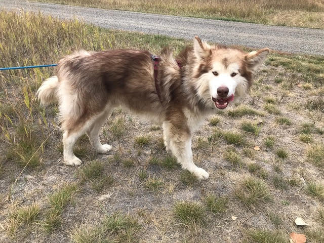 dog-image
