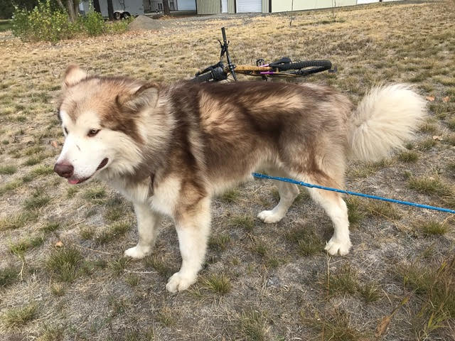 dog-image