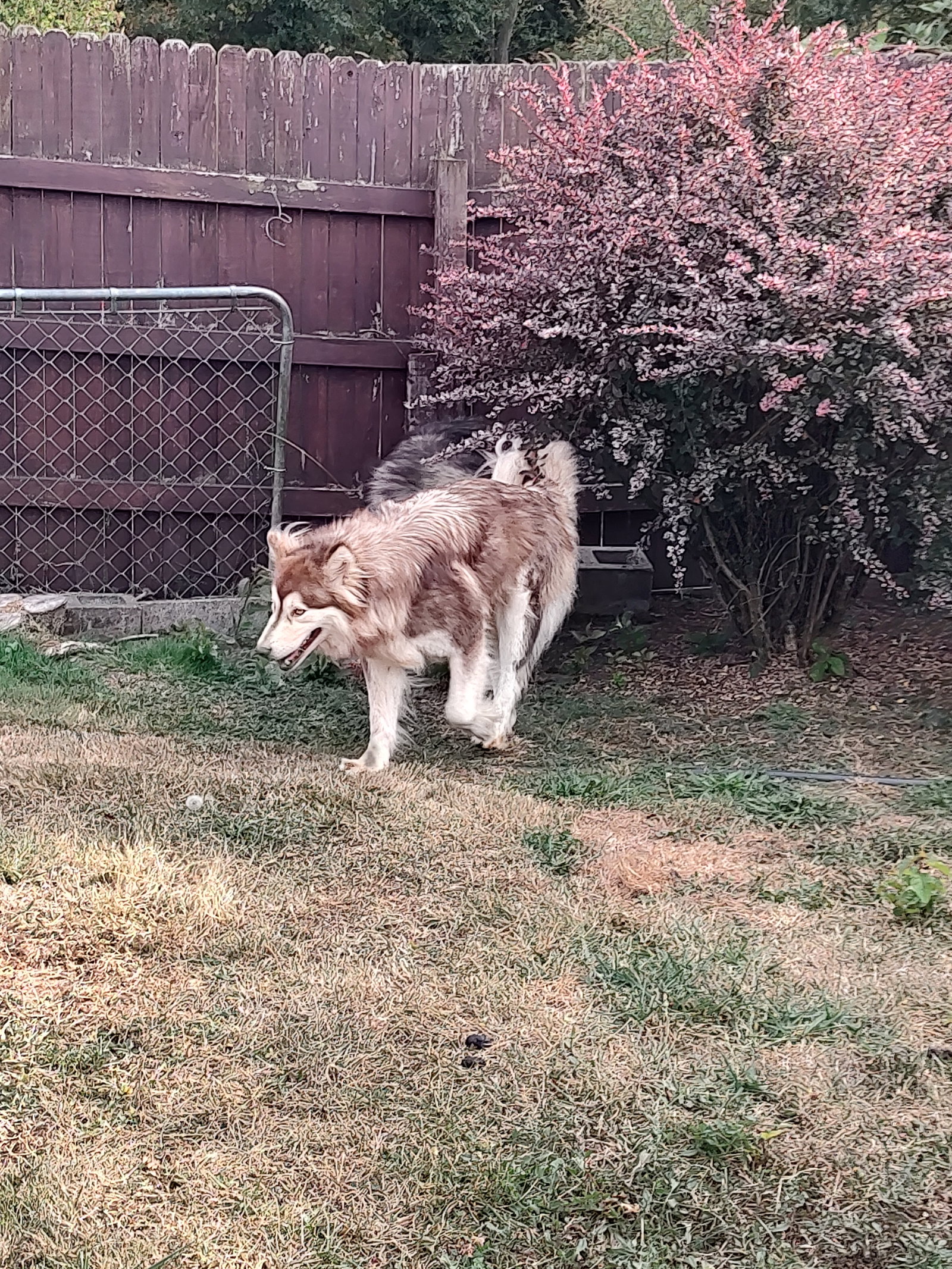 dog-image