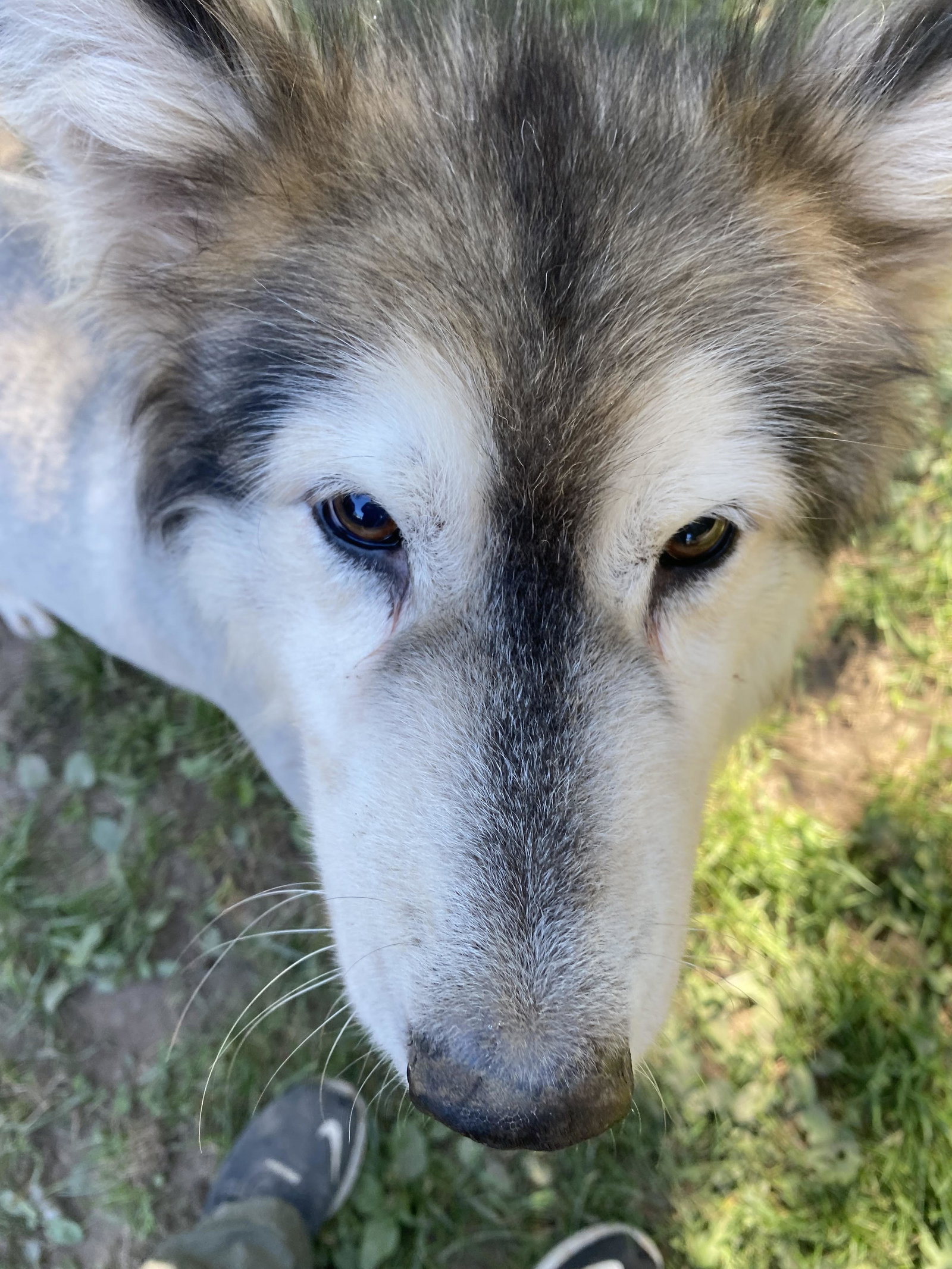 dog-image