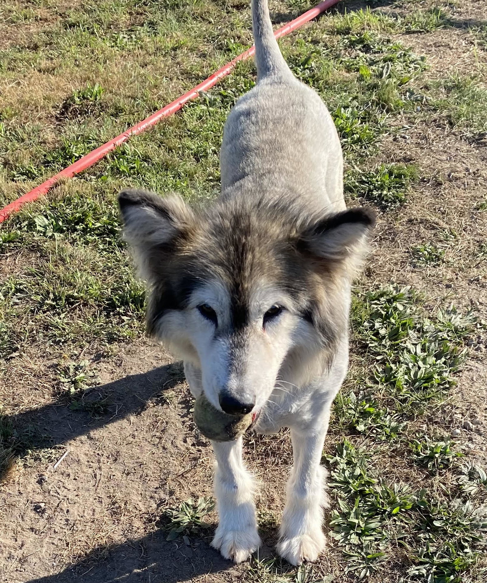 dog-image
