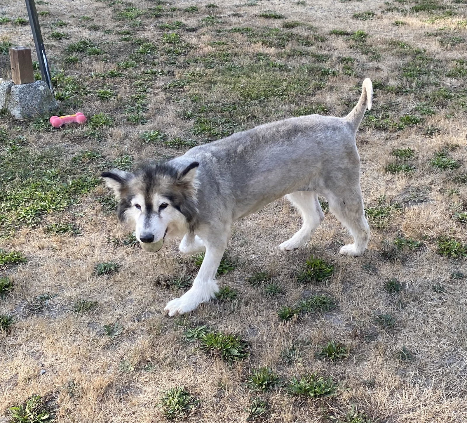 dog-image