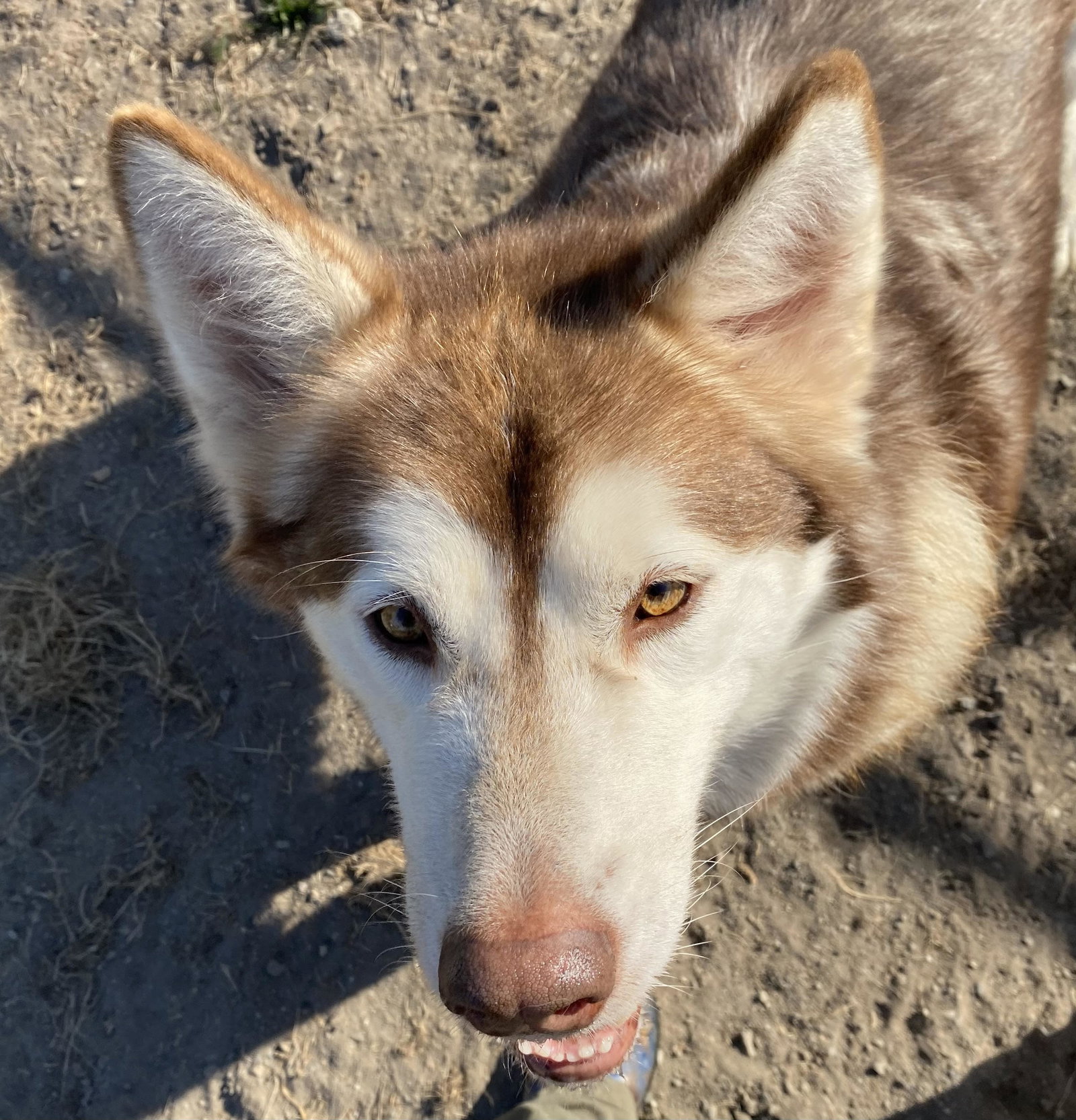 dog-image