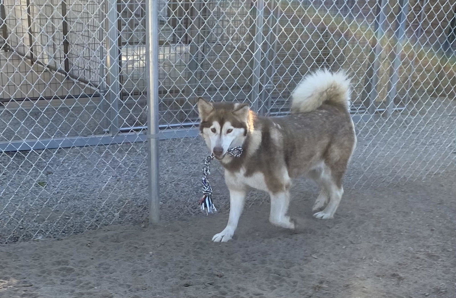 dog-image