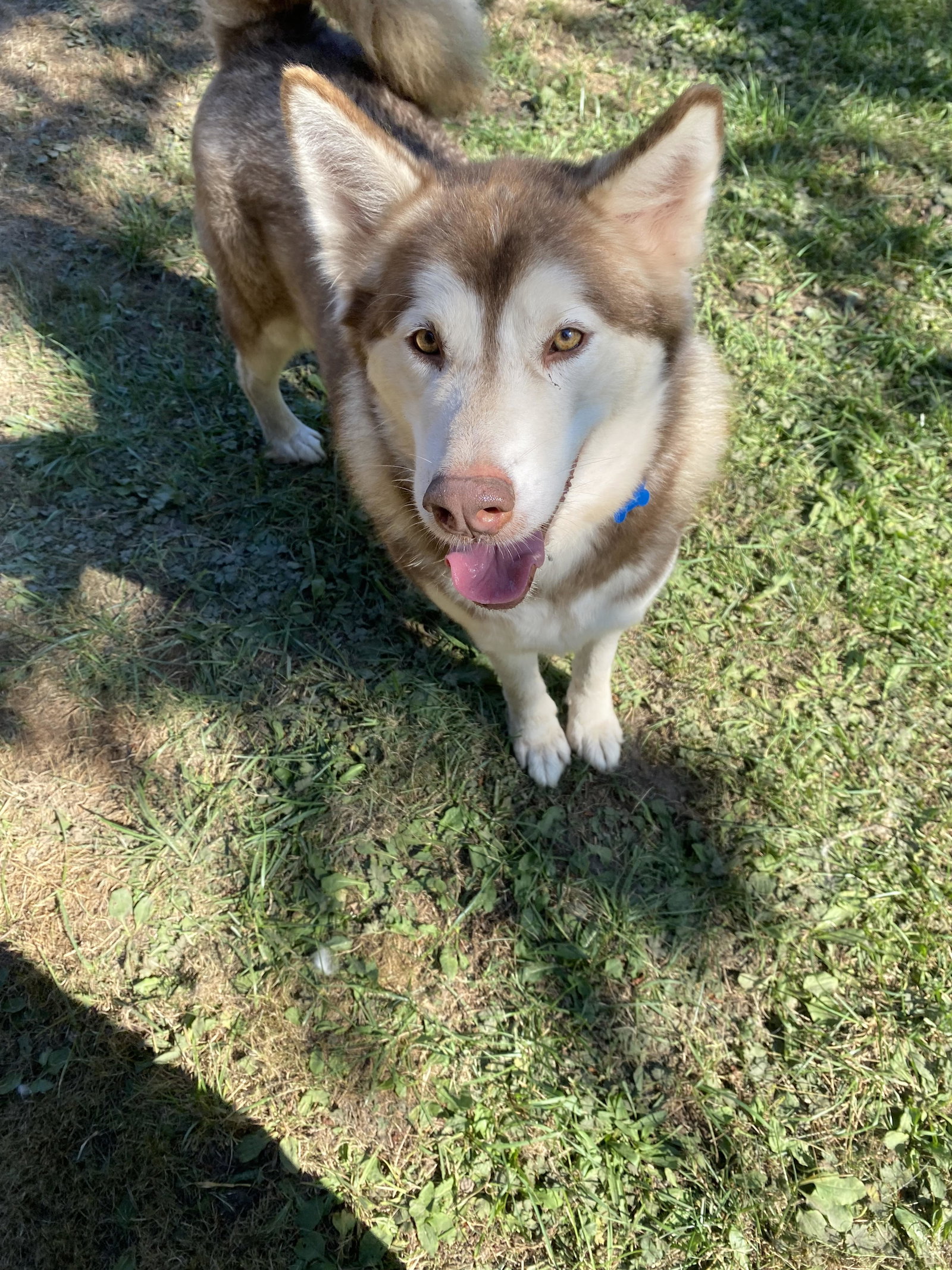 dog-image