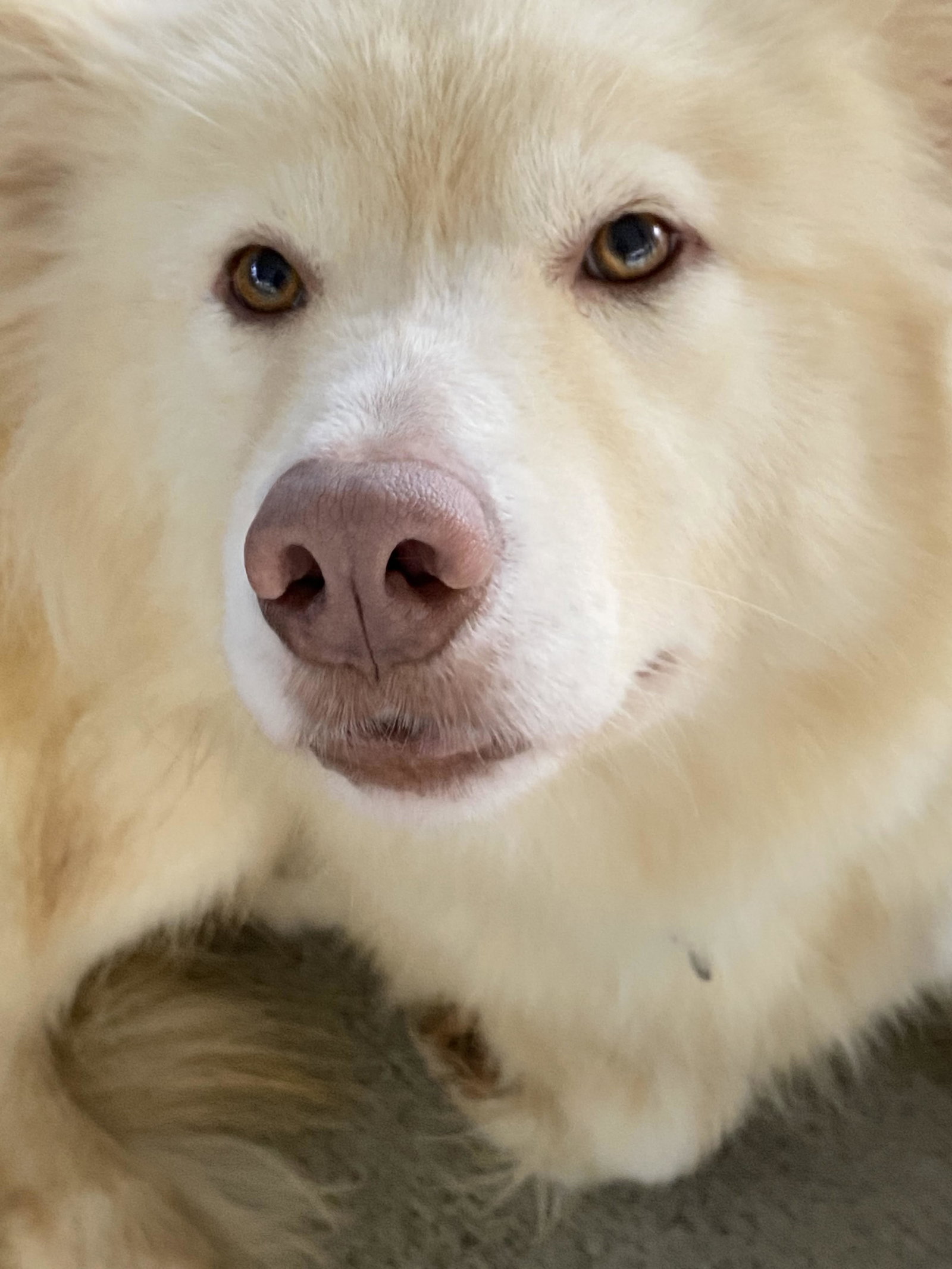 dog-image