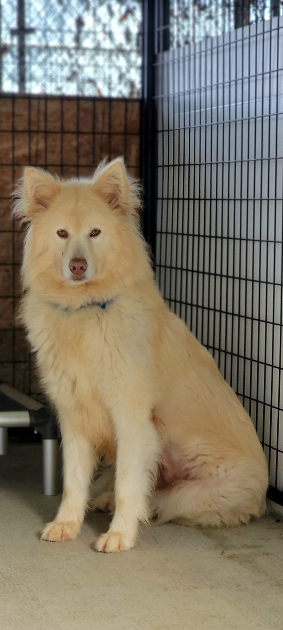 dog-image