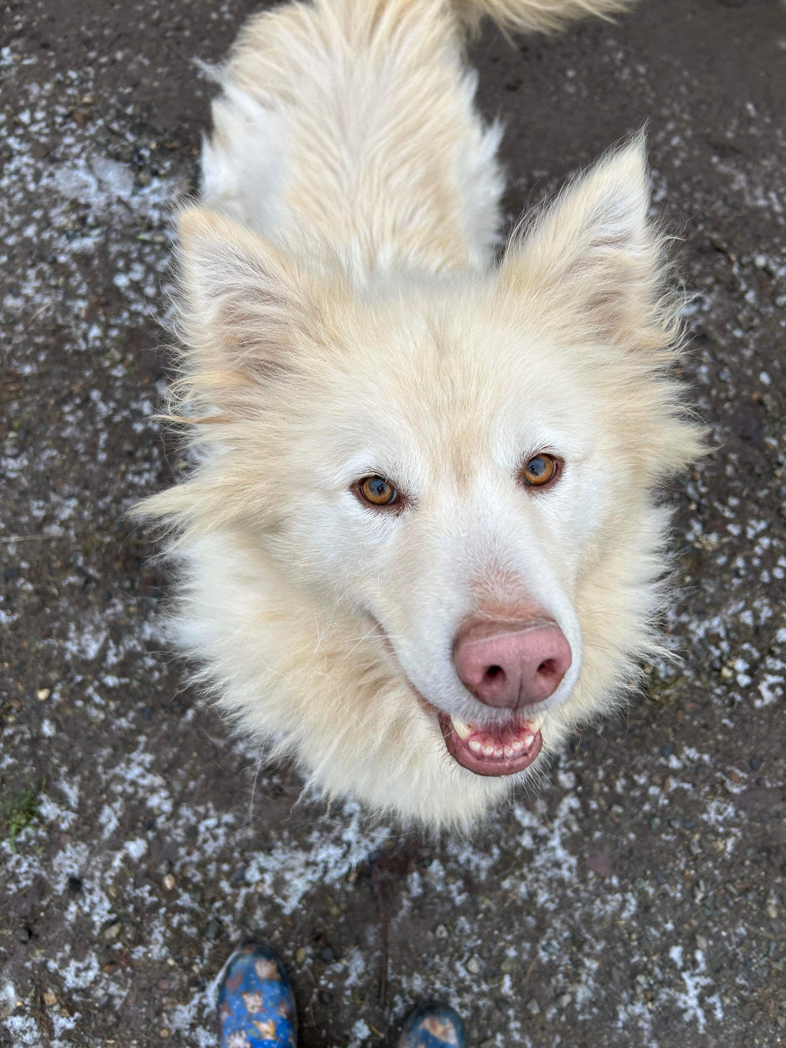 dog-image