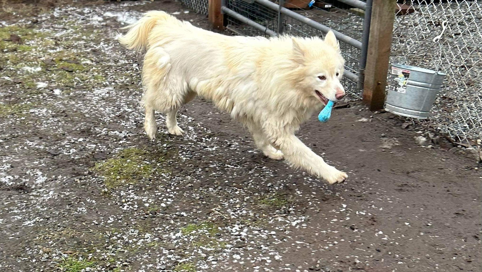 dog-image