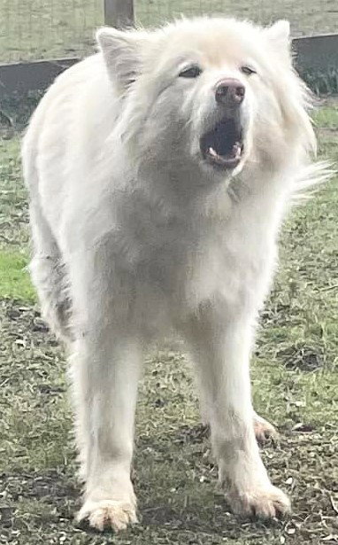 dog-image