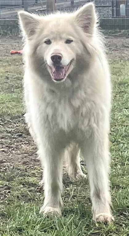 dog-image