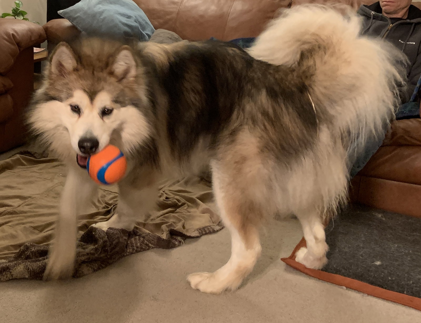 dog-image