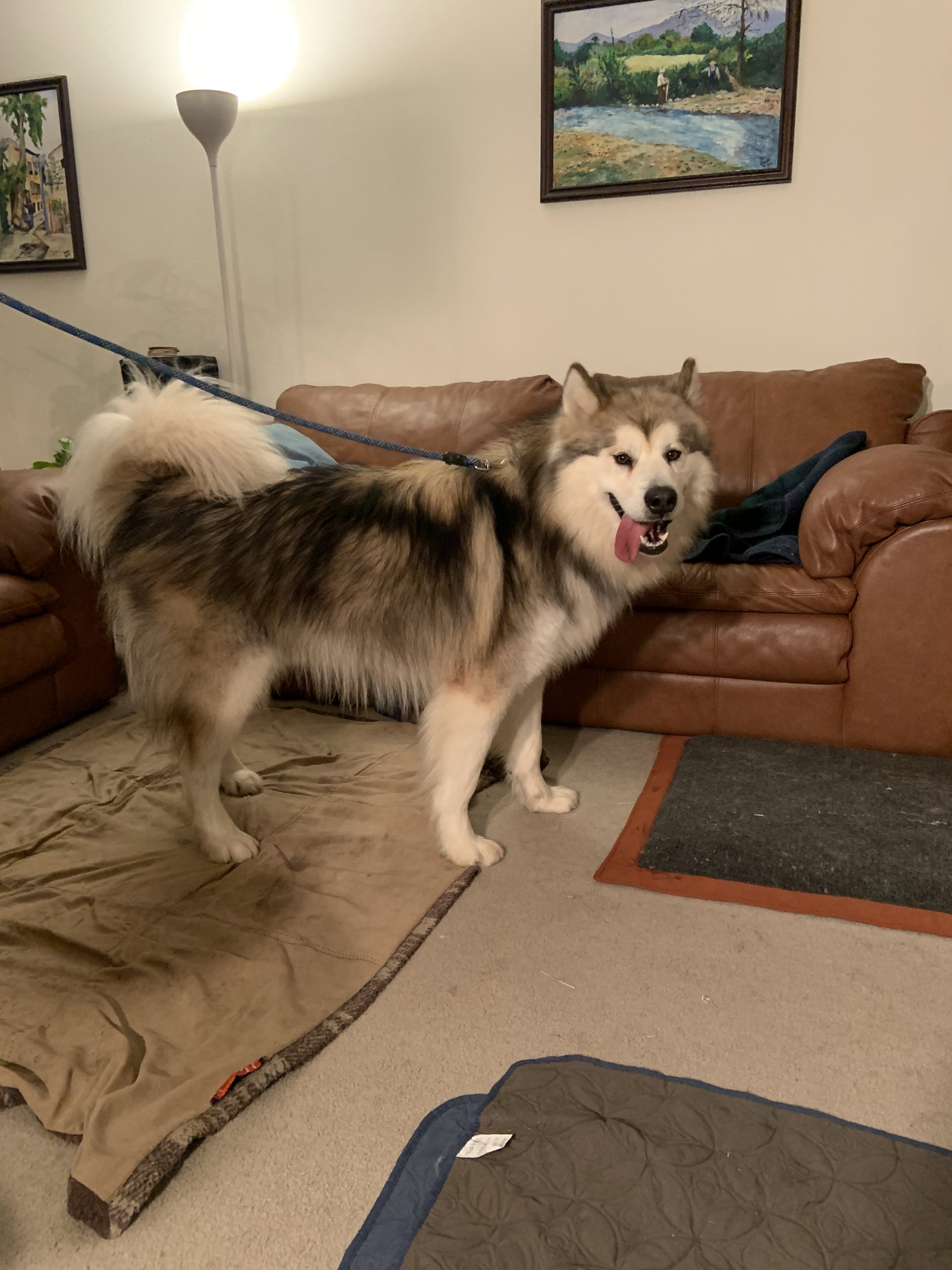dog-image