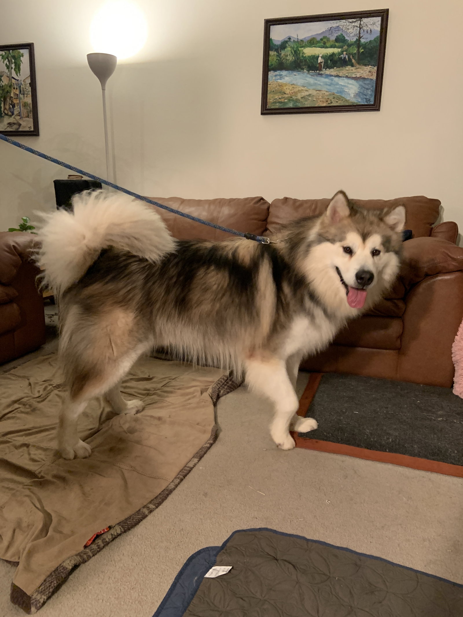 dog-image