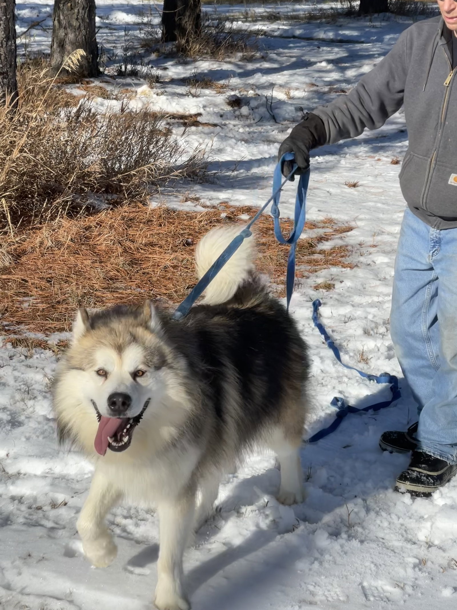 dog-image