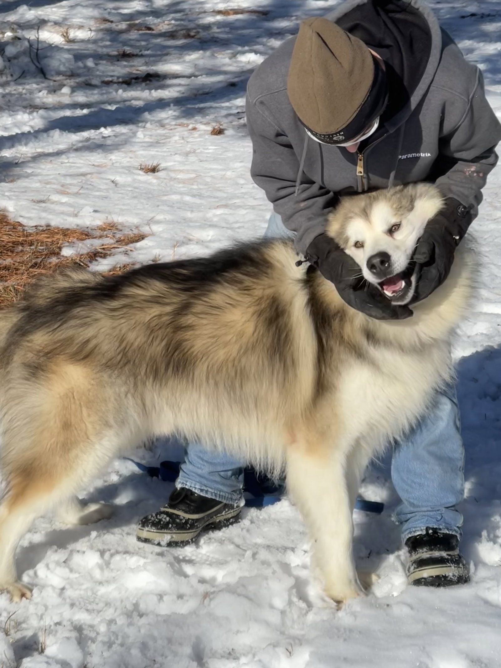 dog-image
