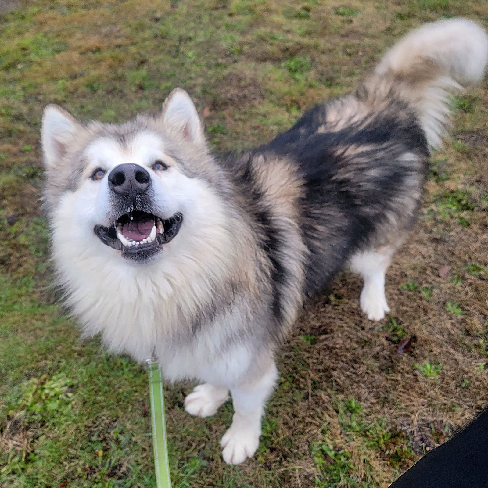 dog-image