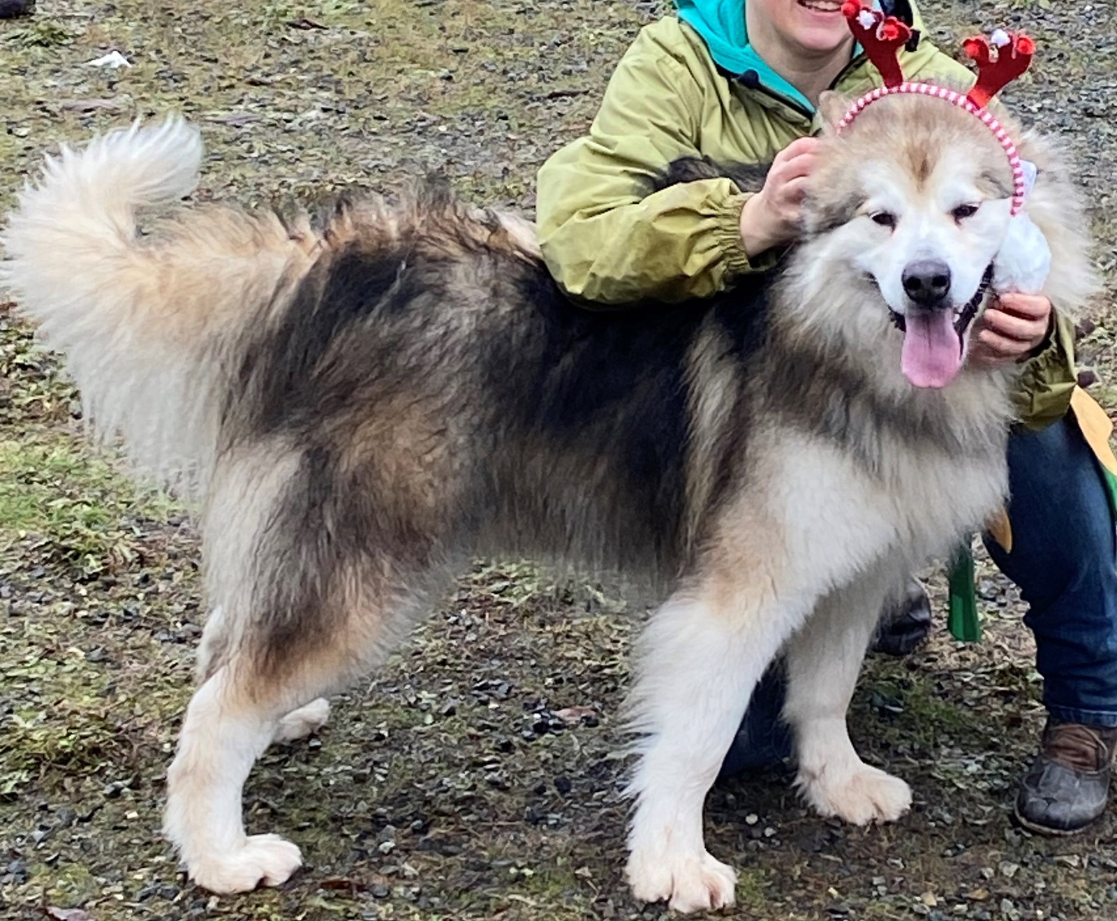 dog-image