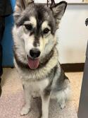 dog-image
