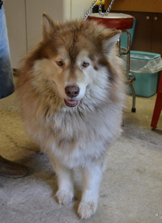 dog-image