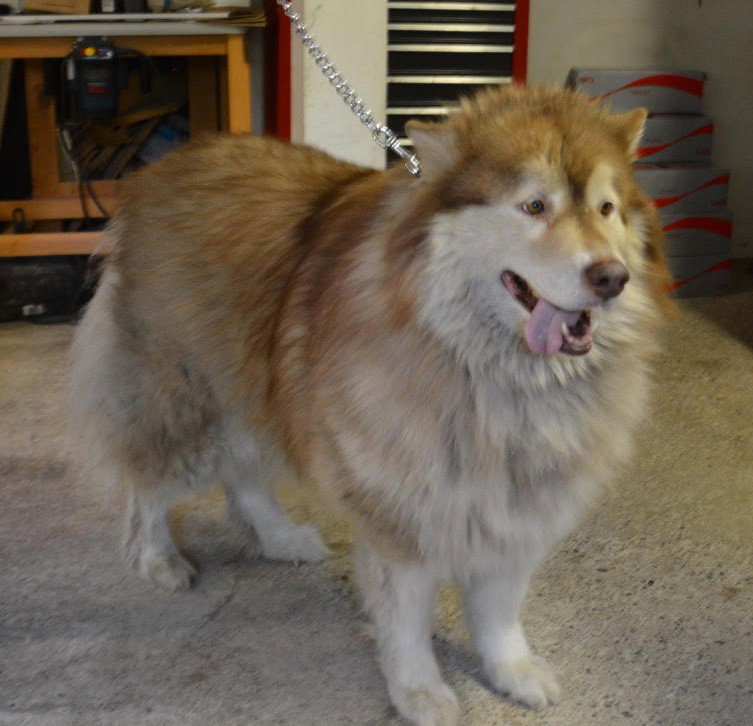 dog-image