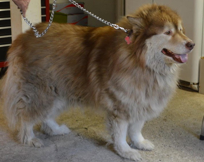 dog-image