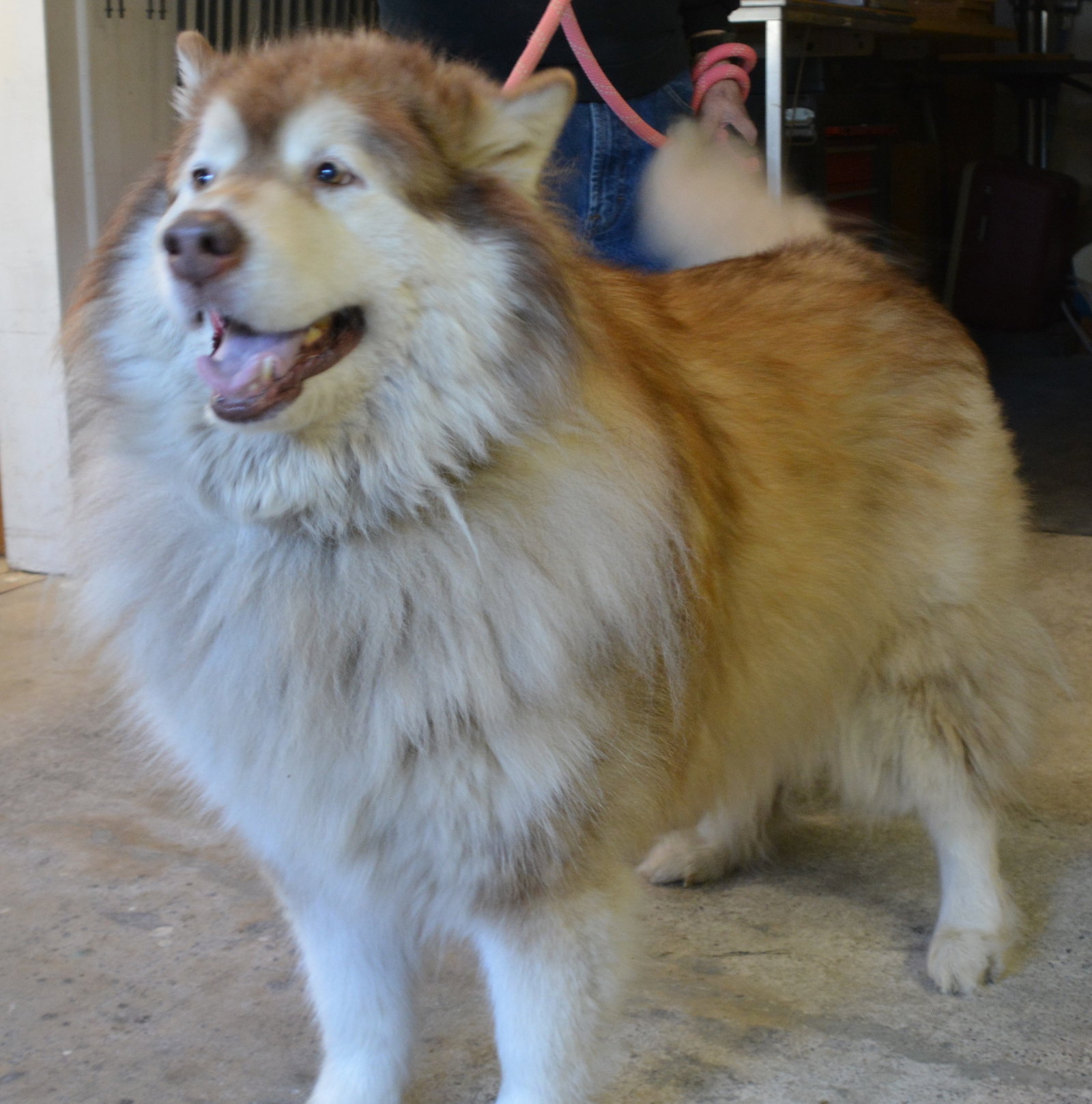 dog-image