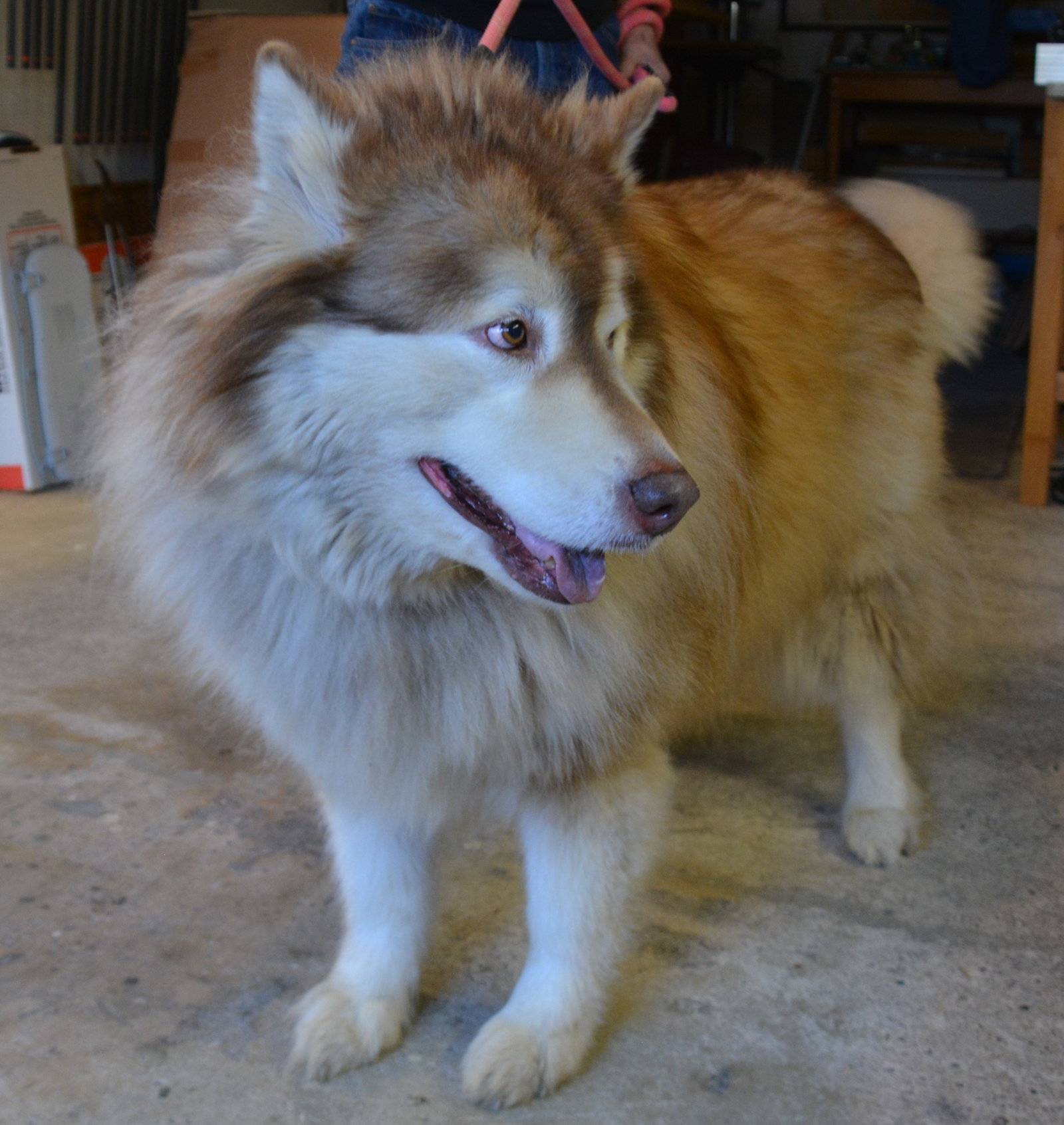 dog-image