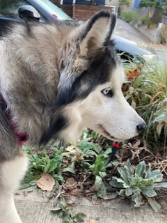 dog-image