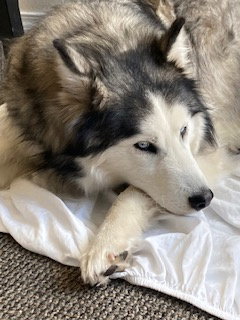 dog-image