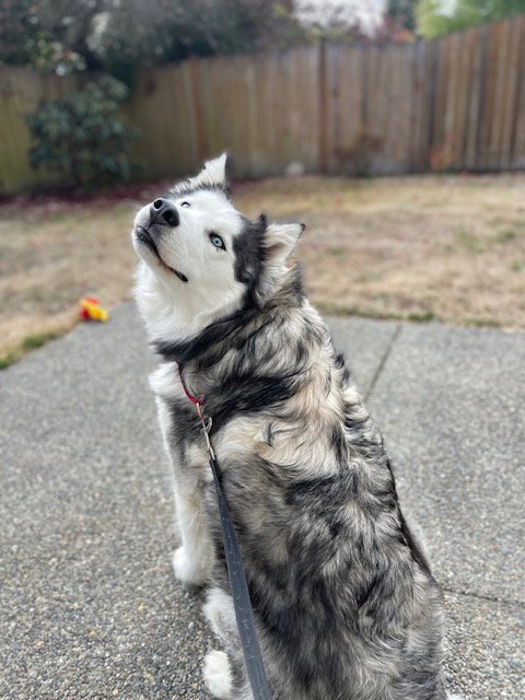 dog-image