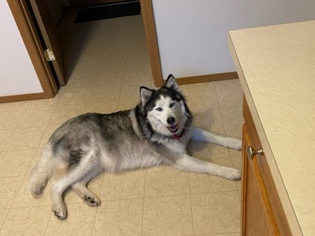 dog-image