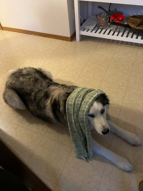 dog-image